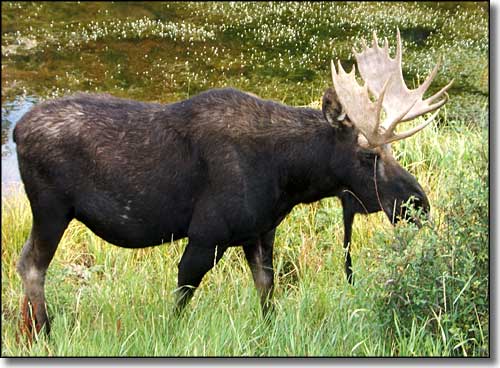 Moose in Jedediah Smith Wilderness
