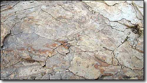 fossils in sandstone