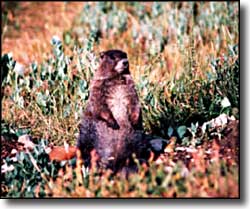 A marmot watching us