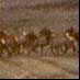 a herd of elk in Bon Carbo