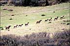 another herd of elk