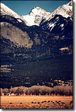 Bison in a pasture below Blanca Peak, Zapata Ranch