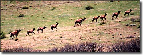 elk on the move