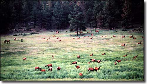 Elk in a meadow