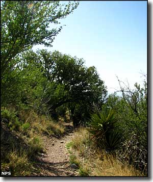 Joe's Canyon Trail, Coronado National Memorial