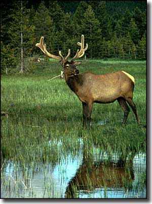 Elk in the Blue Range