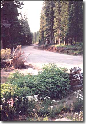 Forest Service road