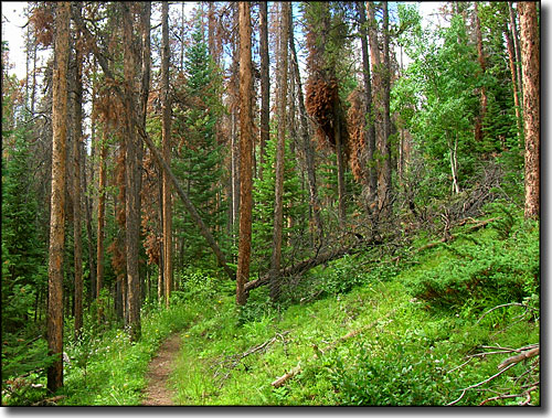 Typical trail scene in Arapaho-Roosevelt National Forest