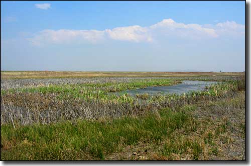 Wetlands at Alamosa National Wildlife Refuge