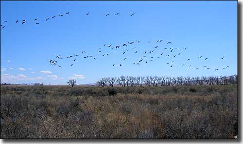 Sandhill cranes in the air above Monte Vista National Wildlife Refuge in Colorado
