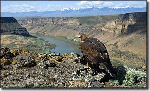 Golden eagle at Snake River Birds of Prey National Conservation Area along the Western Heritage Historic Byway