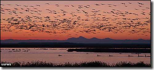 Snow geese in the air at Camas National Wildlife Refuge (Teton Mountains in the background)