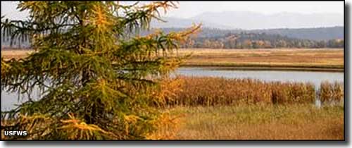 Greenwing Pond at Kootenai National Wildlife Refuge