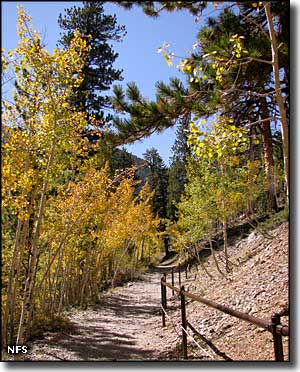 Bristlecone Trail, Mt. Charleston Wilderness, Nevada
