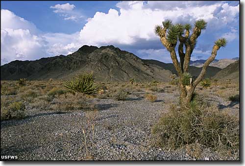 Another typical view at Desert National Wildlife Refuge