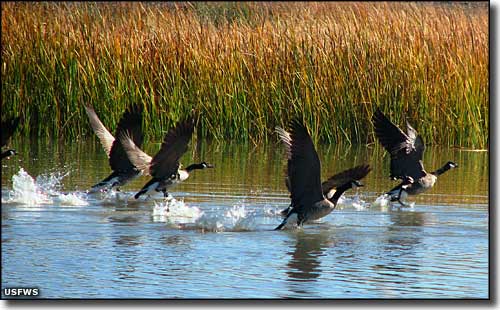 Geese taking flight at Stillwater National Wildlife Refuge