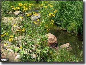 Wildflowers along the stream at Coyote Creek State Park