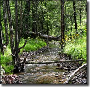 A stream in the Aldo Leopold Wilderness