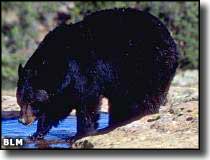 A black bear in Beartrap Canyon Wilderness