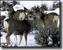 Mule deer at Blackridge Wilderness