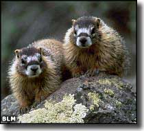 Marmots at Deep Creek North Wilderness