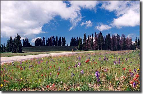 A field of wildflowers along the Cedar Breaks Scenic Byway