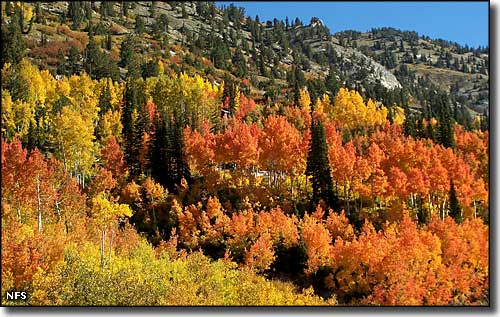 Autumn colors along the Little Cottonwood Canyon Scenic Byway