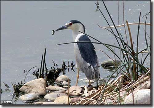 A black crowned night heron at Ouray National Wildlife Refuge