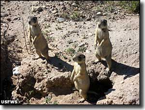 Prairie dogs at Ouray National Wildlife Refuge
