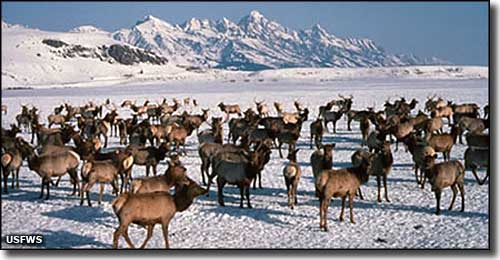 National Elk Refuge, Wyoming