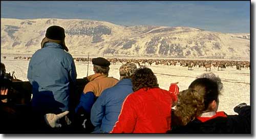 On a sleigh ride at the National Elk Refuge