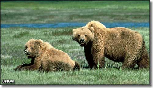 Grizzly Bears, Winegar Hole Wilderness, Wyoming